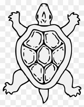 Tortoise - Gambar Kura Kura Kartun Hitam Putih Clipart