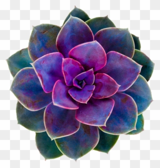 Cactus Flower Png - Green And Purple Succulents Clipart