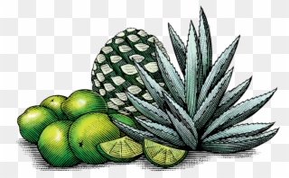 Mexican Lime & Agave - Art Clipart