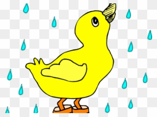 Rain Clipart Duck - Duck In A Puddle - Png Download