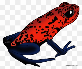 Rainforest Frogs Clipart - Cartoon Poisonous Dart Frog - Png Download