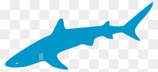 Download Shark Graphic Clipart Tiger Shark Clip Art - Graphics - Png Download