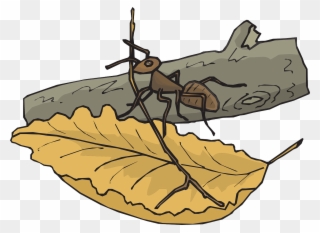 Leaf Branch Ant Log Insect Png Image - Ant On A Log Clipart Transparent Png