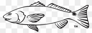 Seafood Drawing Outline - Red Drum Clipart