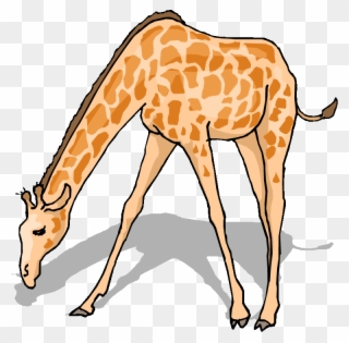 Free Giraffe Clipart - Giraffe Drinking Water Clipart - Png Download