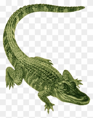 Alligator Clip Art - Alligator Green - Png Download