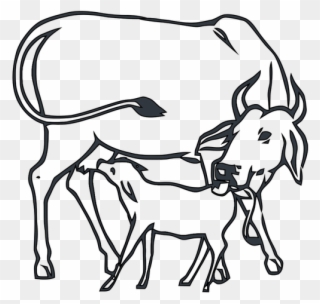 After 1971 Elections, Congress Lost Relevance And Later - Cow With Calf Drawing Clipart