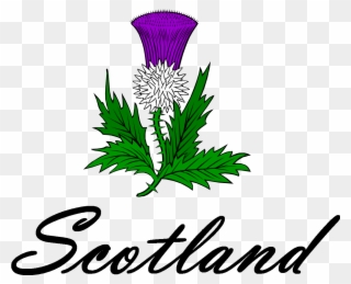 Thistle Cliparts - Scotland Thistle - Png Download