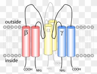 Epithelial Sodium Channel Clipart