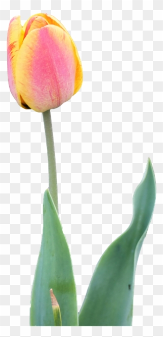 Tulip Png 18, Buy Clip Art - Flower Transparent Png