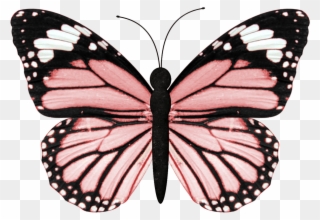 Ch - B *✿* - Black And Orange Butterfly Wing Clipart