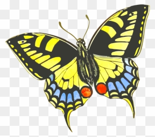 תמונה של פרפר Clipart