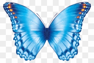Butterfly Flying Gif - Butterfly Effect Transparent Background Clipart