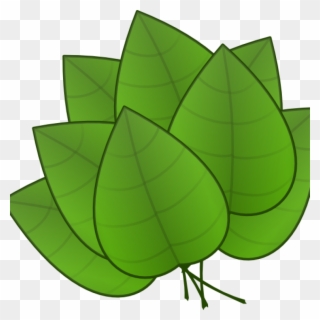 Jungle Leaves Clipart Jungle Leaves Clipart Free Jungle - Parts Of Plants Leaves - Png Download