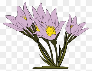 Anemone Flowers Purple Floral Png Image Clipart