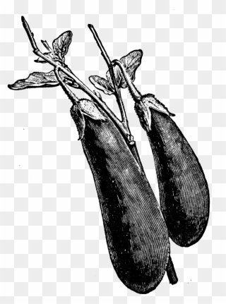 0456 Long Eggplant Free Vintage Clip Art - Eggplant - Png Download