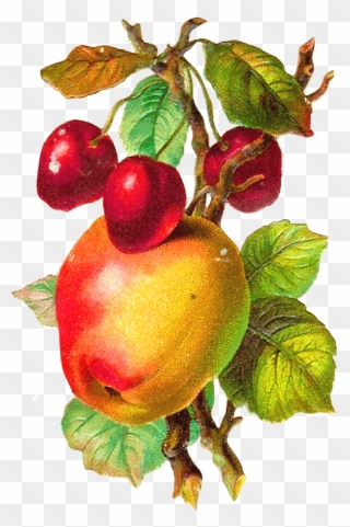 Free Fruit Clip Art - Apple Fruit Vintage Png Transparent Png