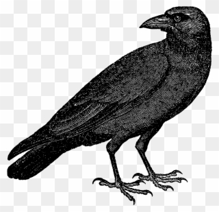 For Any Halloween Decorations - Vintage Raven Illustration Clipart