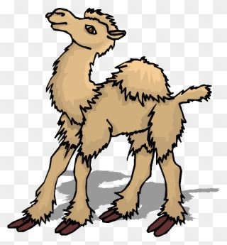 Shaggy Camel - Animal Llamas Gif Animados Clipart