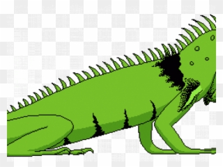 Green Iguana Clipart Lizard - Green Iguana - Png Download