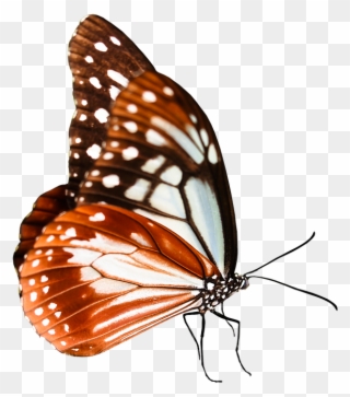 Cartoon Monarch Butterfly 22, Buy Clip Art - Schmetterlings-sammlungs-collage Getränkeuntersetzer - Png Download