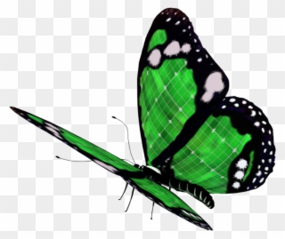 Yükle Png Kelebek Resimleri, Бабочка Png, Метелик Png - Lepidoptera Clipart