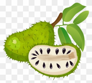 Clipartlord Com Exclusive Soursop Is A Tropical Fruit - Png Download