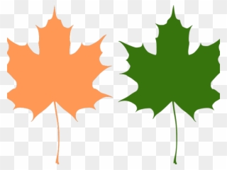 Maple Leaf Clipart Big Leaf - Maple Leaves Vector Png Transparent Png