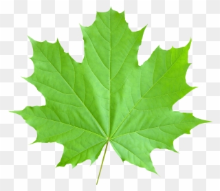 Image Purepng Free Transparent - Green Autumn Leaf Png Clipart
