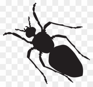 Black Ant Silhouette Clip Art - Ant Body Shape - Png Download