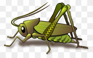 Cartoon Cricket Chirping Clipart - Cricket Insect Png Transparent Png