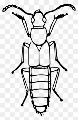 Ladybird Beetle Drawing Line Art True Bugs - Bugs Line Art Clipart