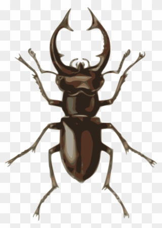 Medium Image - Stag Beetle Clipart - Png Download