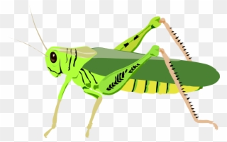 Clip Art Details - Grasshopper Clipart - Png Download