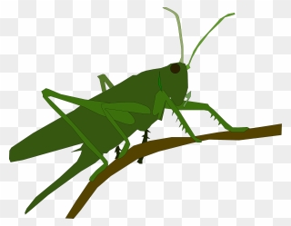 Grasshopper - Grasshopper Cross Stitch Pattern Clipart