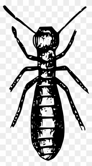 Social Insects Ant Termite Pest - Termite Clipart