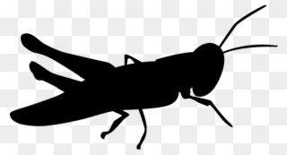 Grasshopper Vector Silhouette - Bible Clipart