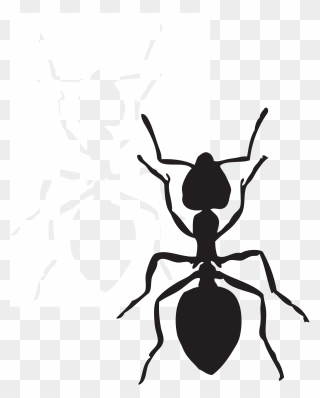 Black Carpenter Ant Insect Fire Ant Arthropod - Black Ant Clip Art - Png Download
