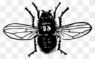 Insect Bald-faced Hornet Bee Wasp - Blowfly Transparent Clipart