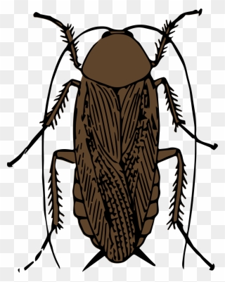 Clipart - Cockroach Black And White - Png Download