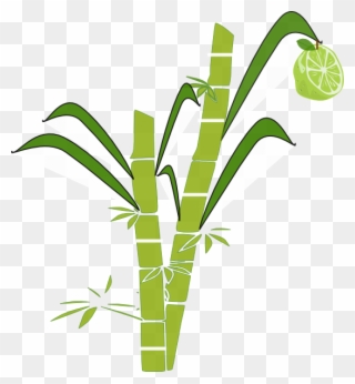 Sugar Cane Clipart - Sugar Cane Drawing Easy - Png Download