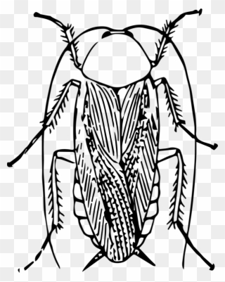 American Cockroach Black And White Insect Drawing - Cockroach Black And White Clipart