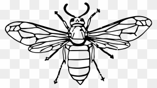 Hornet Bee Insect Wasp Drawing - Bee Line Art Clipart