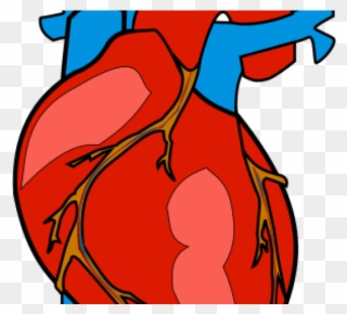 Organs Clipart Biological Heart - Human Body Heart Clipart - Png Download