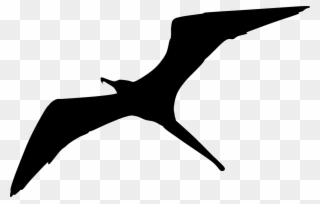Clipart Info - Frigate Bird Clip Art - Png Download