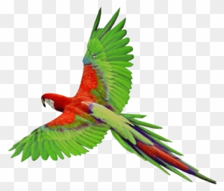 Parrot In Flight Png Clipart Gallery Yopriceville High - Flying Parrot Png Transparent Png