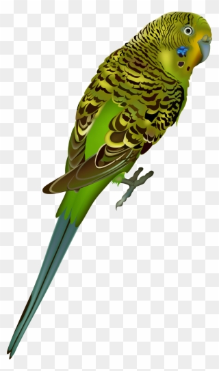 Birds Png Images Free Download Bird - Parakeet Png Transparent Clipart