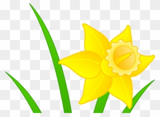Daffodils Clipart Mothering Sunday - Clip Art Daffodil - Png Download