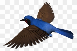 Birds - Rajasthan Clipart