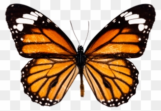 The Butterfly Conservatory - Monarch Butterfly Drawing Clipart